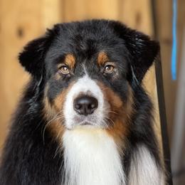 Beacon - Australian Shepherd