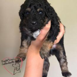 Remy - Tri-color male Bernedoodle puppy in Vernon Center, Minnesota from BrookeMarie’s Goldendoodle Love