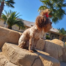 Poodles from Sweetie Pie Poodles