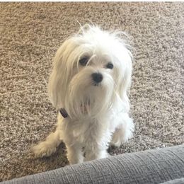 Ruby - Maltese