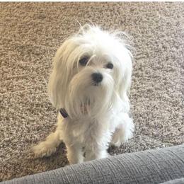 Ruby - Maltese