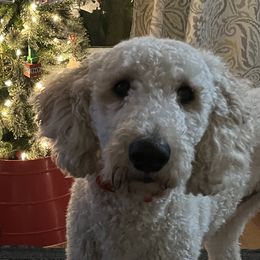 Buddy - Poodle