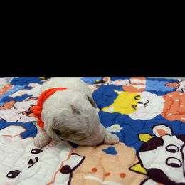 Poodle Puppies from Alisha Sneed's Bullmastiffs