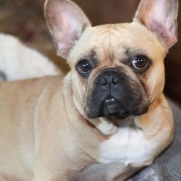 French Bulldogs from TC Squared Ranch