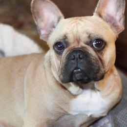 French Bulldogs from TC Squared Ranch