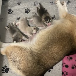 Pomsky puppies from GrizzLee Bears Perfect Pomskies
