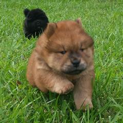 Chow Chow Puppies from Twilight Chows