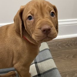Red Collar - Golden rust Vizsla puppy in Suffolk, Virginia from JC Vizsla’s