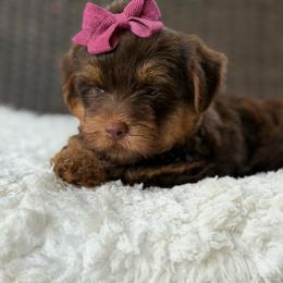 Gracie - Chocolate and tan female Yorkshire Terrier puppy in Liberty, Texas from Tiny Yorkshire pups
