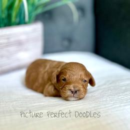Green collar - Apricot male Cavapoo puppy in St George, Utah from Picture Perfect Doodles