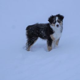 Australian Shepherd Puppies from Pole Canyon Australian Shepherds