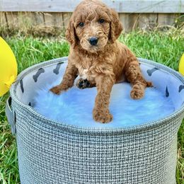 Goldendoodles from Pawmazing Doodles