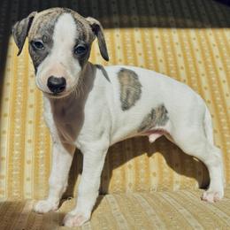 Henry - White and fawn brindle male Whippet puppy in Kingston, Tennessee from Smithfield Park