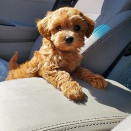 Aussiedoodle, Bernedoodle, Goldendoodle, and Poodle Puppies from Loula's Poodles and Doodles