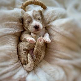 Sunny - Apricot female Goldendoodle puppy in Rio Linda, California from Plush Doodles