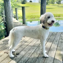 Chewie - Goldendoodle