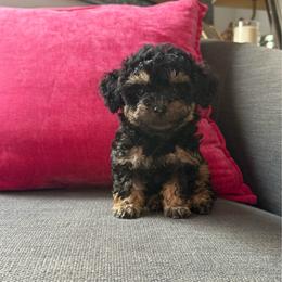 Rolex - Phantom male Poodle puppy in Taylorsville, North Carolina from SilverLining highlands and hounds
