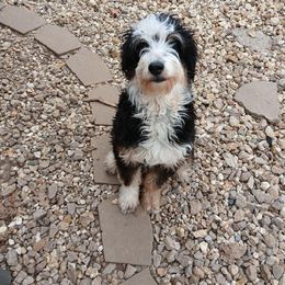 Pancake - Aussiedoodle
