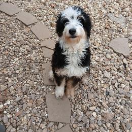 Pancake - Aussiedoodle