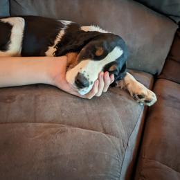 English Springer Spaniel Puppies from MN Whispering Pines Springers