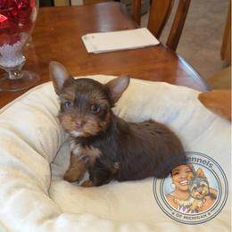 Maltese and Yorkshire Terrier Puppies from TLC Kennels TenderLittleCuties