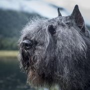 Vinny - Bouvier des Flandres