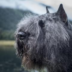 Vinny - Bouvier des Flandres