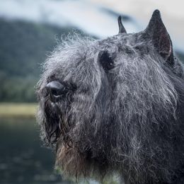 Vinny - Bouvier des Flandres