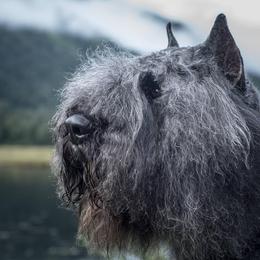Vinny - Bouvier des Flandres