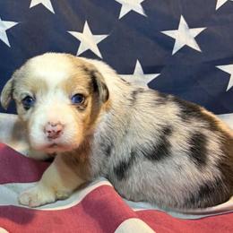 Female 1 - Red merle and white female American Corgi puppy in Portland, North Dakota from Sliding stop corgis