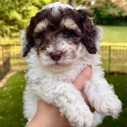 Link - Tri-color male Bernedoodle puppy in Fayetteville, Arkansas from Huckleberry Bernedoodles