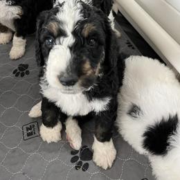Bernedoodle Puppies from SoCal Bernedoodles