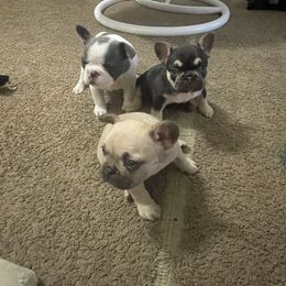 French Bulldog Puppies from Hershe Kennel
