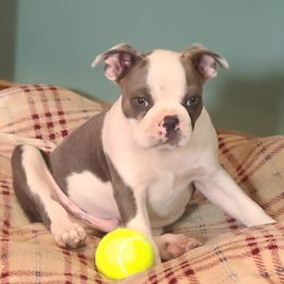 Boston Terriers from Whiskey River Boston Terriers