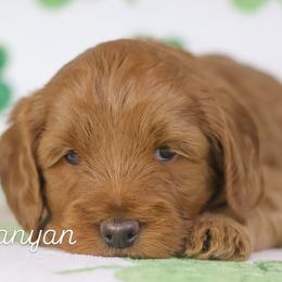 Banyan - Caramel red male Australian Labradoodle puppy in Redding, California from Shasta Royal Monroe Puppies