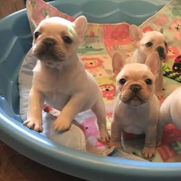French Bulldog Puppies from BigStar French Bulldogs