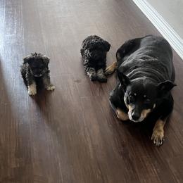 Miniature Schnauzer Puppies from Sugarbaby Kennel