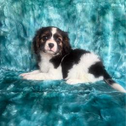 Sweet Siri - Tri-color female Cavapoo puppy in Knoxville, Tennessee from Rocky Top Cavapoos