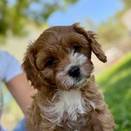 Girl - Red female Cavapoo puppy in Kerman, California from Myers Cavapoos
