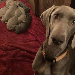 Weimaraner puppies from DoodleDandy & Danes