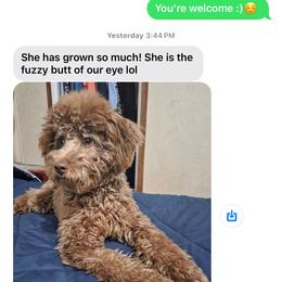 Aussiedoodle Puppies from Dani's Dandy Doodles