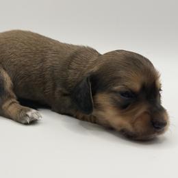Lady 1- Russian Lines AKC - Sable female Dachshund puppy in Bartlesville, Oklahoma from OkieDokieDox
