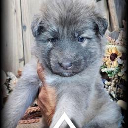 Phoenix - Blue female German Shepherd puppy in Sequim, Washington from German Shepherd Haus