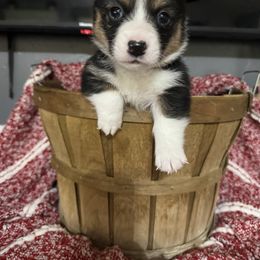 Vince - Black and tan male American Corgi puppy in Post Falls, Idaho from Splootin’ around Corgi’s