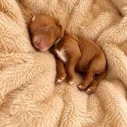 Harvest - Red  male Goldendoodle puppy in Burleson, Texas from Thompson Doodles