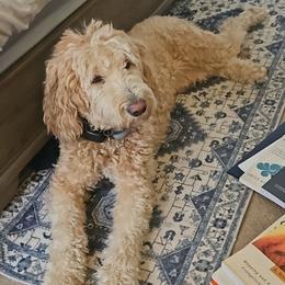 Siena - Goldendoodle