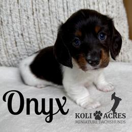 Onyx - AKC - Piebald male Dachshund puppy in Kemp, Texas from Koli Acres
