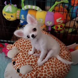 Chihuahua Puppies from Toyville Chihuahuas