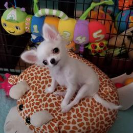 Chihuahua Puppies from Toyville Chihuahuas