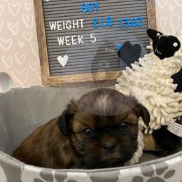 Shih Tzu Puppies from Calta’s Cute Shih Tzus